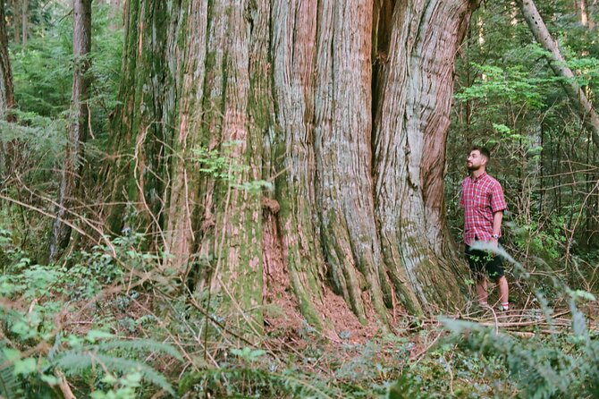 Ancient Trees of Vancouver Walking Tour - Is $56.33 a fair price?