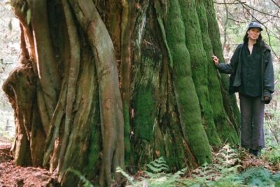 Ancient Trees of Vancouver Walking Tour