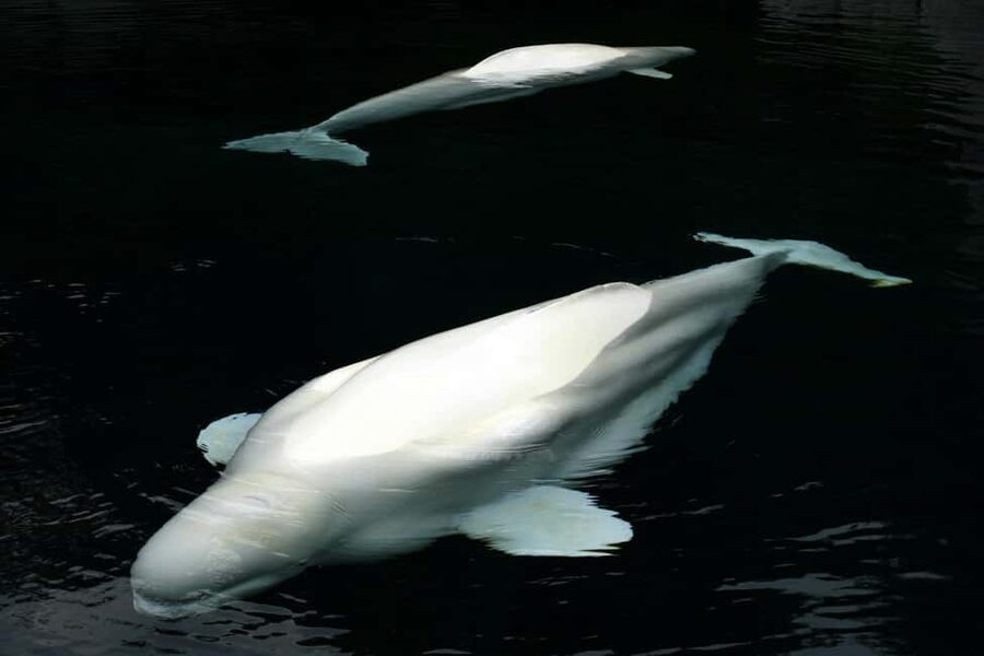 Aquarium & StanleyPark+20 Gem Spots+City/Vip Car+Small Group - Key points at a glance