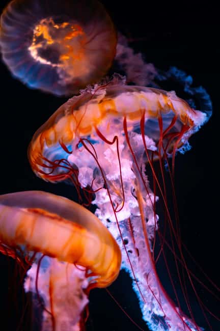 Aquarium & StanleyPark+20 Gem Spots+City/Vip Car+Small Group - Starting with Vancouver Aquarium