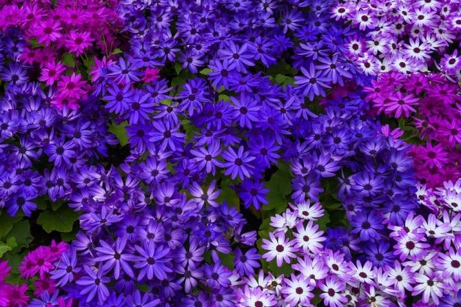 Best of Victoria and Butchart Gardens Day Tour from Vancouver - Why the guide can make or break the day