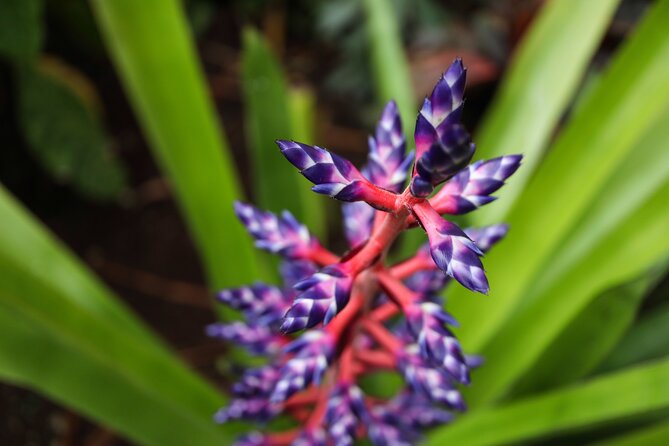 Bloedel Conservatory Admission Ticket - A small dome with a big tropical change of scene
