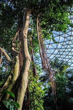 Bloedel Conservatory Admission Ticket - Why families get more from the visit