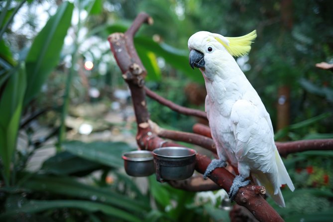 Bloedel Conservatory Admission Ticket - Timing your visit for comfort