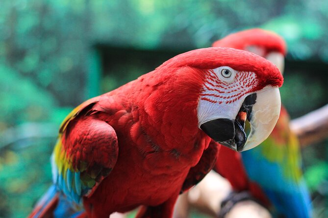 Bloedel Conservatory Admission Ticket - What the ticket does and does not cover