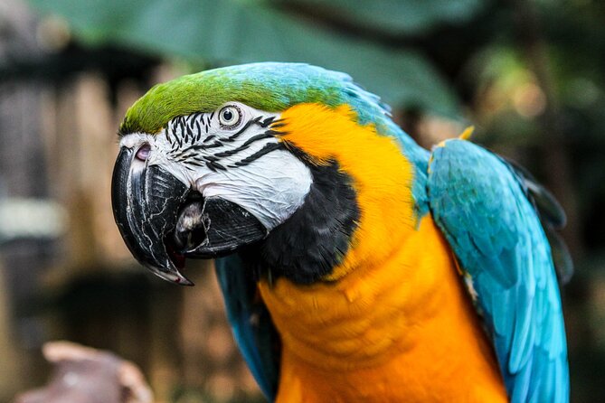 Bloedel Conservatory Admission Ticket - The birds are the real stars