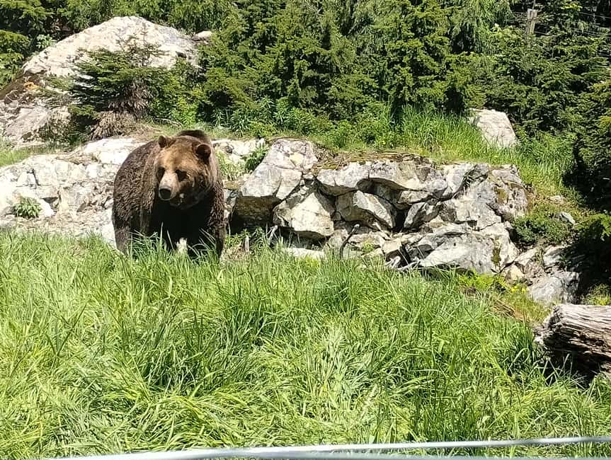 Capilano Br+Grouse Mtn+Dam+Lake&Hatcher/5in1/Small Group/Car - Capilano Salmon Hatchery and the Pacific salmon cycle
