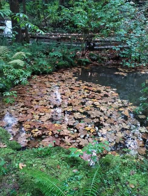 CAPILANO BR+GROUSE Mtn+STANLEY P+DAM+LAKE+HATCHERY/CAR/9in1 - Who should choose this Vancouver tour?