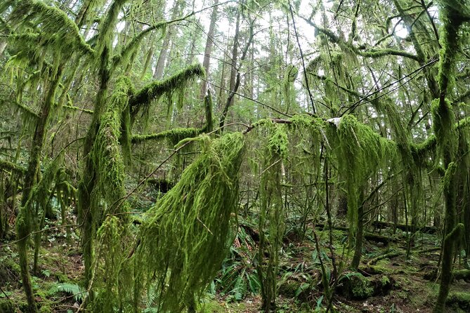 Capilano Suspension Bridge Canyon Lights & 4 Top highlights - Stanley Park closes the day with city and nature together