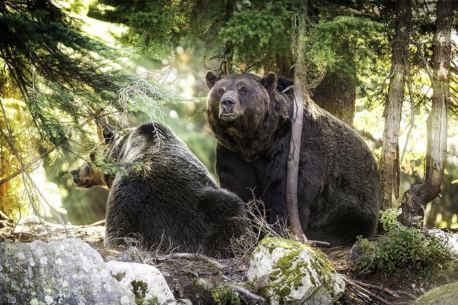 Capilano Suspension Bridge + Grouse Mountain Tour - Is $200.38 good value?