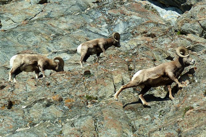 Caribou - Discover the Best of the Rockies (8-Days) - Your free Banff day is a major advantage