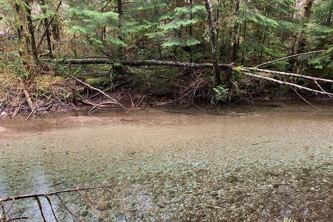 Experience the Beauty of Vancouver’s Forests by Bike/E-Bike - A picnic stop that breaks up the ride