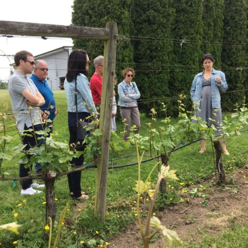 From Vancouver: Fraser Valley Wine Tour with Local Tastings - Finishing at Cavallo