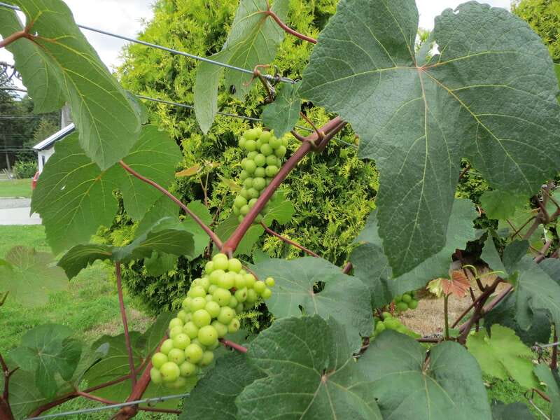 From Vancouver: Half-Day Fraser Valley Wine Tour - Extra winery possibilities if the timing works