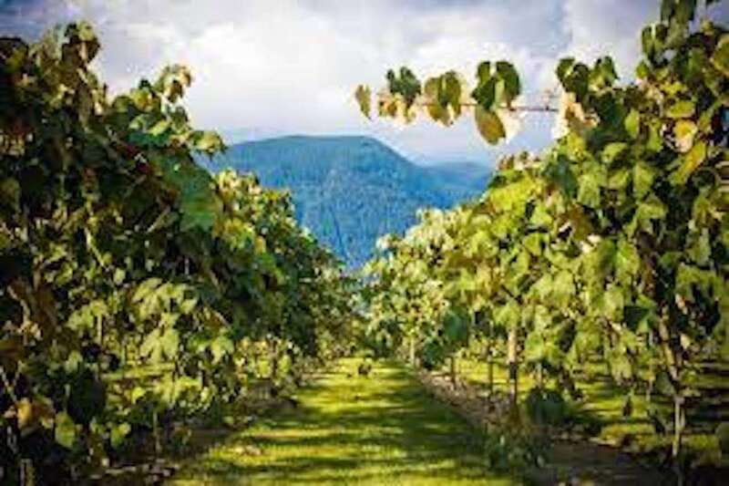 From Vancouver: Half-Day Fraser Valley Wine Tour - What the guide adds to the five-hour route