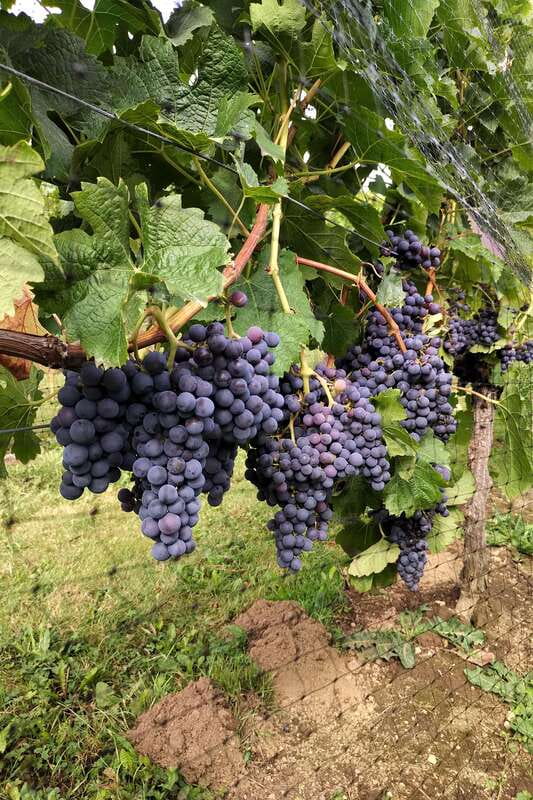 From Vancouver: Half-Day Fraser Valley Wine Tour - What to bring and how to plan the day