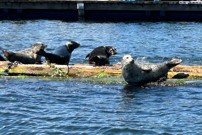 Granite and Silver Falls Private Boat Tour in Vancouver - Wildlife sightings along the route