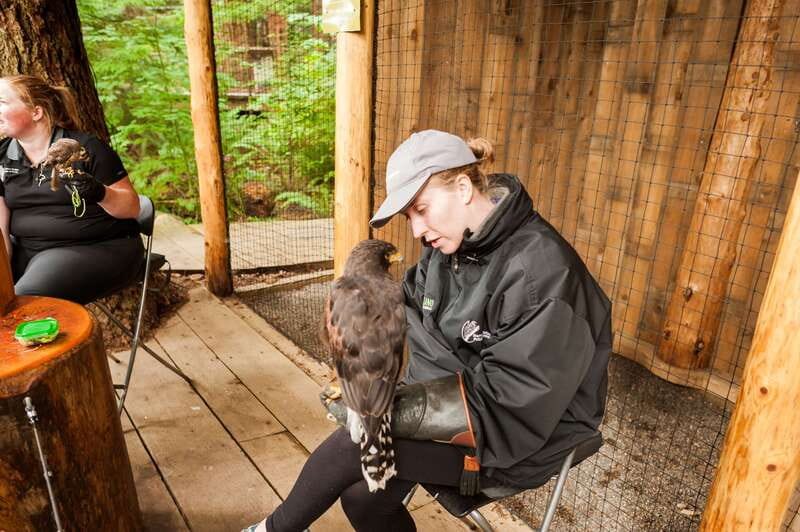 Grouse Mountain, Capilano Bridge & Fish Hatchery Tour - What the guide adds to a tightly timed day