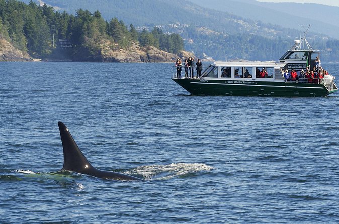 Intimate West Coast Whale Watching - Partly-Sheltered - The guides add useful context