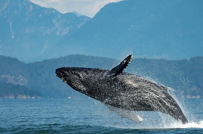 Intimate West Coast Whale Watching - Partly-Sheltered - Who will enjoy this outing most?
