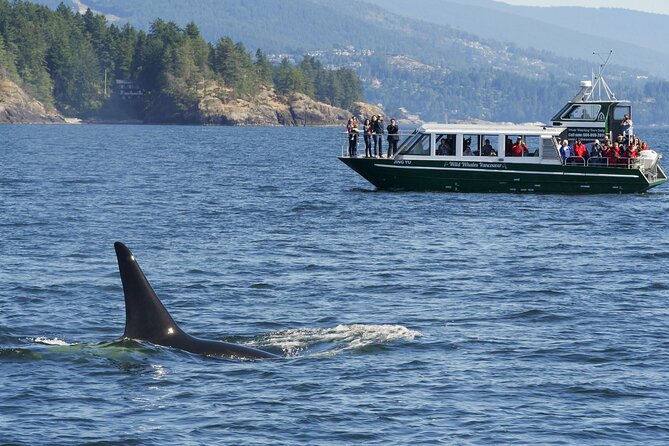 Intimate West Coast Whale Watching - Partly-Sheltered - Leaving from Granville Island