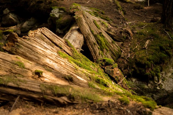 Mesmerizing Nature Walk in Lynn Canyon Park - Why the early 8 a.m. start helps