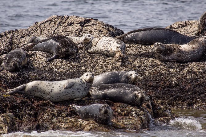 Morning Kayak & Seal Cruise in Vancouver - Bald eagles, seabirds, and snowy mountain views