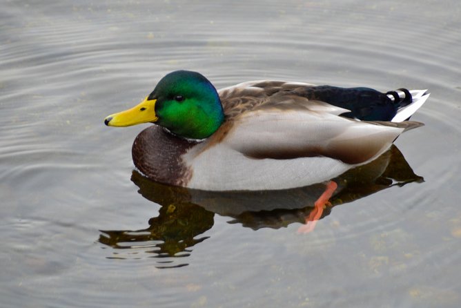 Photography, Hiking & Ferry to Bowen Island - Photography instruction for cameras and phones