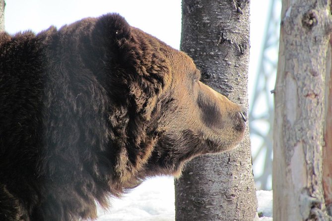 Private Tour: Capilano Suspension Bridge and Grouse Mountain - The guide often makes the difference