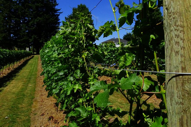 Private Tour: Vancouver Half Day Wine Tasting Tour - Timing, pickup, and the drive home