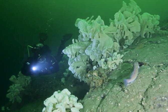 Scuba Dive Boat Charter in Vancouver (Certified Divers Only!) - Key points to know before you book