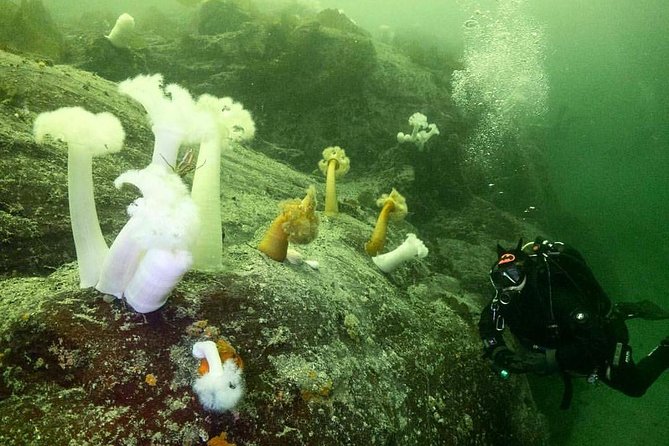 Scuba Dive Boat Charter in Vancouver (Certified Divers Only!) - Cold water is part of the experience
