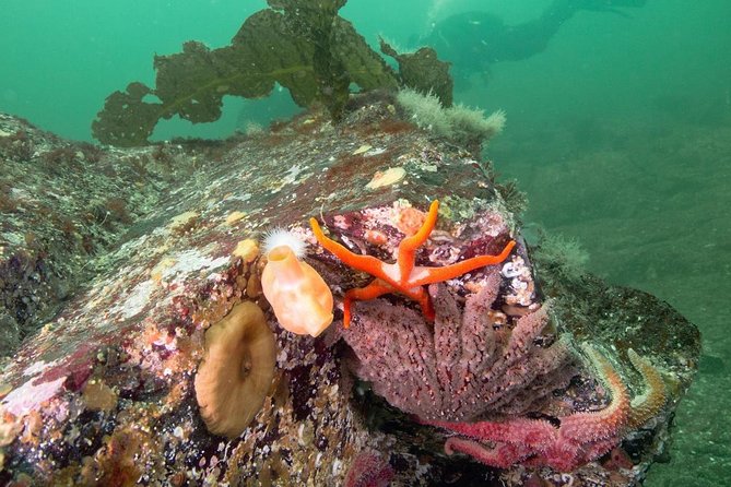 Scuba Dive Boat Charter in Vancouver (Certified Divers Only!) - Ride along if you prefer the surface
