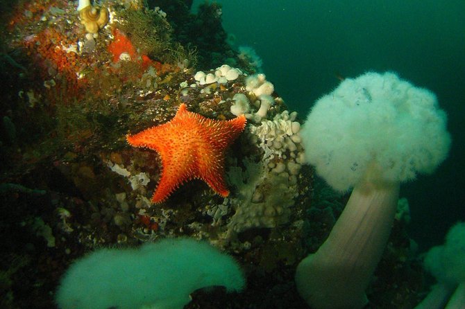 Scuba Dive Boat Charter in Vancouver (Certified Divers Only!) - A boat designed around getting in and out of the water
