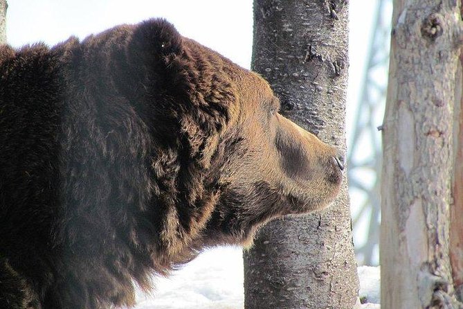Small Group Tour: Capilano Suspension Bridge and Grouse Mountain from Vancouver - Booking advice and final verdict