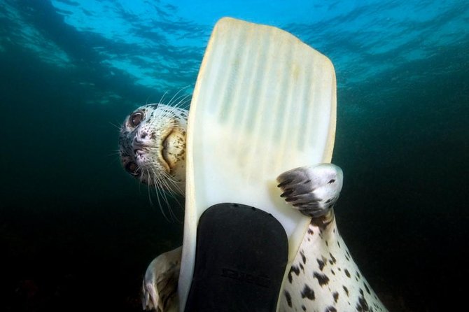 Snorkel, Kayak, and Seal Adventure: Vancouver Boat Tour - Key points at a glance