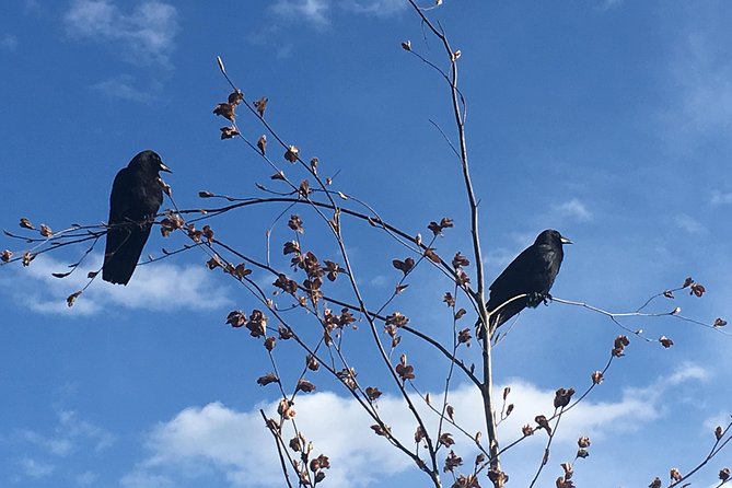 Spoken Treasures: Stanley Park Indigenous Walking Tour - Walking the Seawall for 1.1 Kilometres