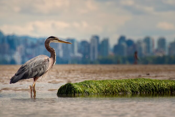 Stanley Park Self Guided Bike Tour - Price, Timing, and Practical Value