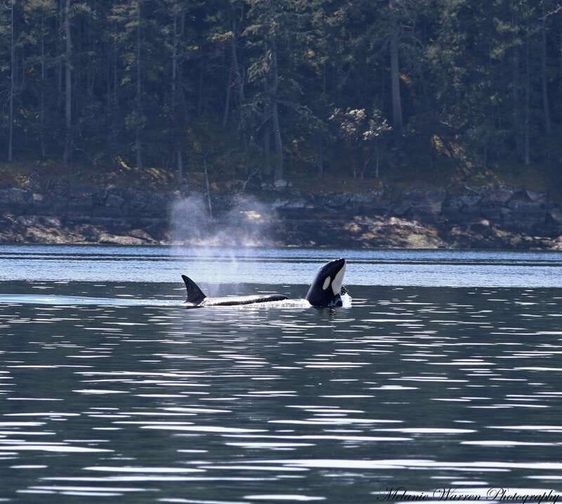 Vancouver, BC: Whale Watching Tour Small Zodiac with Guide - What the 12-Passenger Zodiac Feels Like