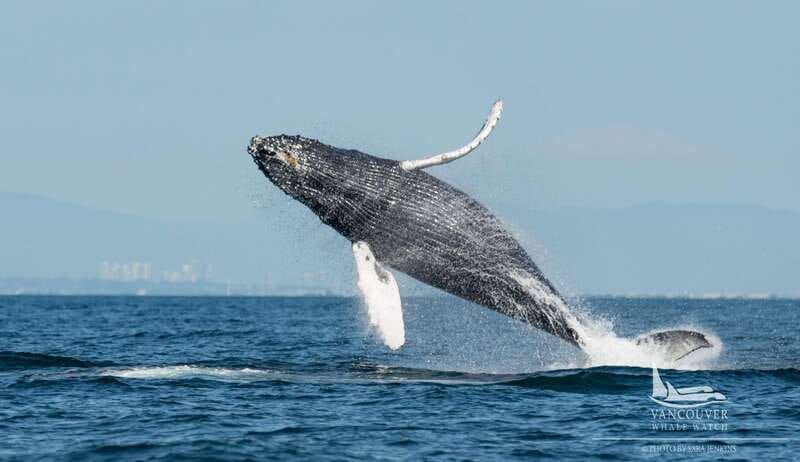 Vancouver, BC: Whale Watching Tour Small Zodiac with Guide - Looking for Orcas, Humpbacks, and Smaller Wildlife