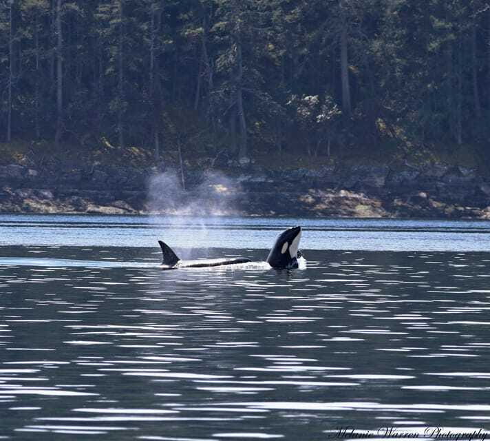 Vancouver, BC: Whale Watching Tour Small Zodiac with Guide - The Guide Makes the Waiting Time Count
