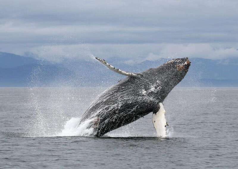Vancouver, BC: Whale Watching Tour with Guide - A fast boat built for watching wildlife