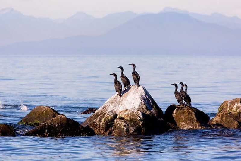 Vancouver, BC: Whale Watching Tour with Guide - Practical tips for a smoother trip