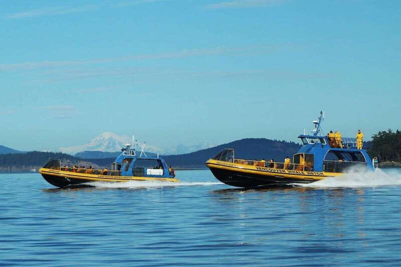 Vancouver, BC: Whale Watching Tour with Guide - Searching for orcas and humpbacks
