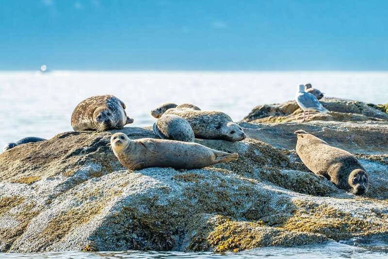 Vancouver: Boat to Bowen Island on UNESCO Howe Sound Fjord - FAQ