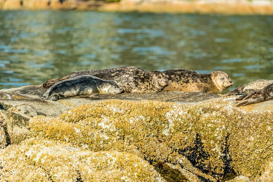 Vancouver: City and Seal Boat Tour - Guides, safety, and the human touch