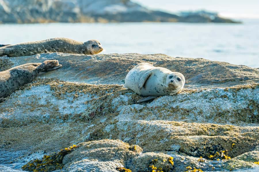 Vancouver: City and Seal Boat Tour - Is $71 a fair price?