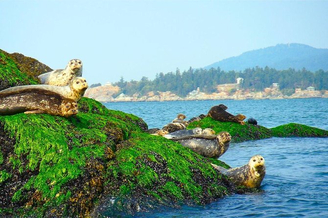 Vancouver City and Seal Colony Scenic Boat Tour - False Creek: bridges, stadiums, and Science World