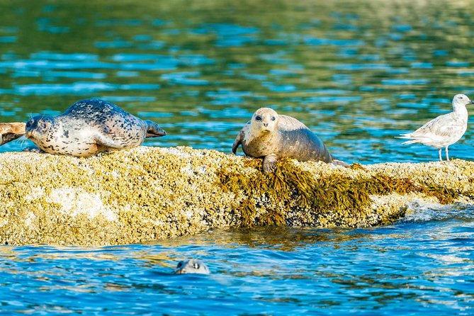 Vancouver City and Seal Colony Scenic Boat Tour - What guides add to the experience