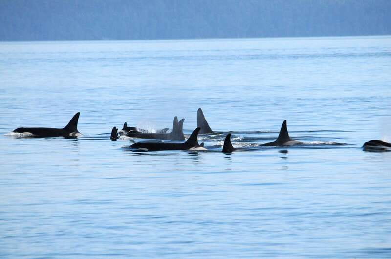 Vancouver: Covered Whale Watching Adventure with Free Photos - Granville Island is a handy starting point